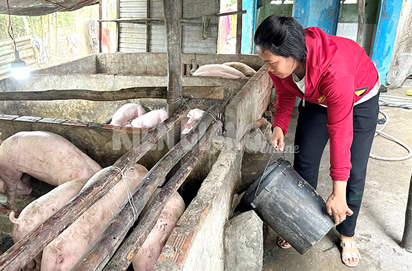 Giá heo hơi giảm, người chăn nuôi gặp khó